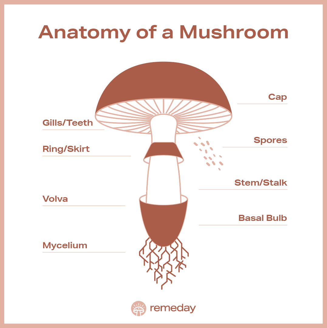 Anatomy of a Mushroom Graphic