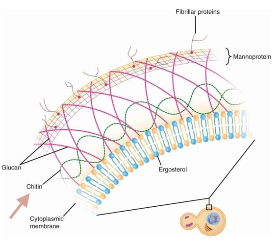 Beta-glucan