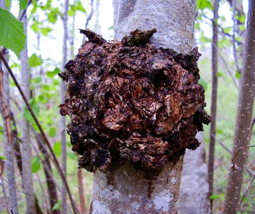 chaga mushroom growing on a tree