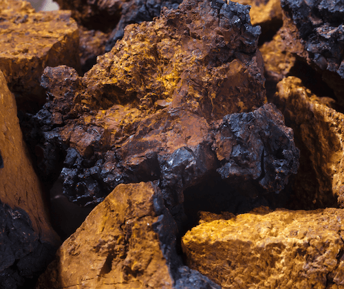 close up of chaga mushroom