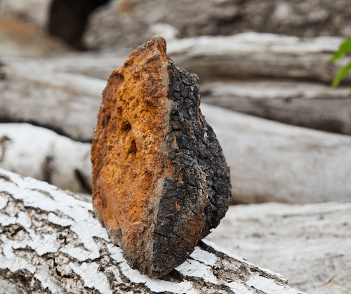 Chaga mushroom on a white log