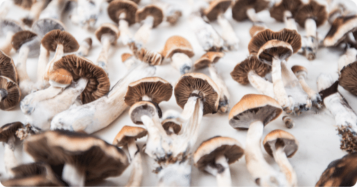 Psilocybin Companies