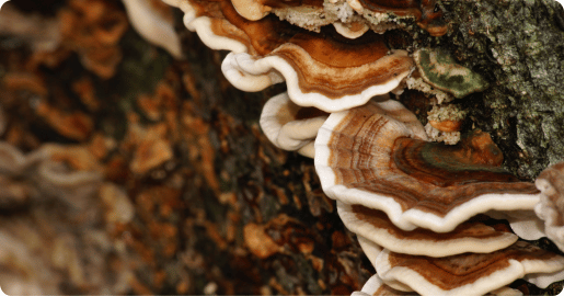 turkey tail email header