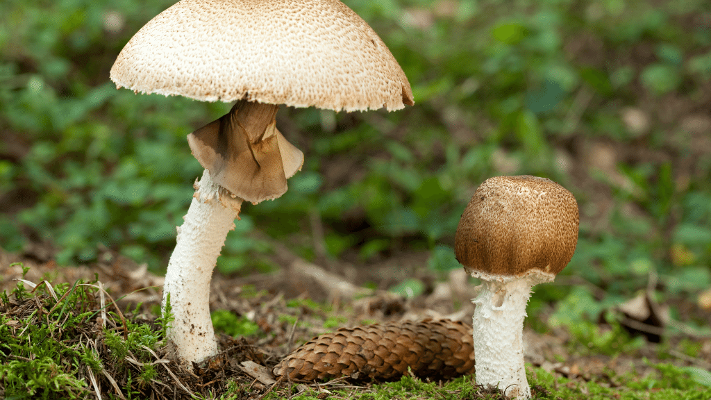 Almond agaricus mushroom