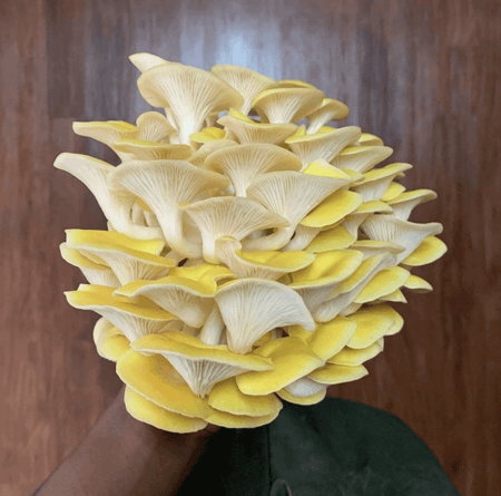 Golden Oyster mushroom