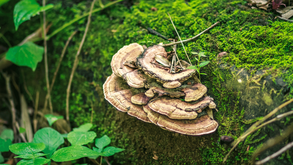 Phellinus mushroom in the wild
