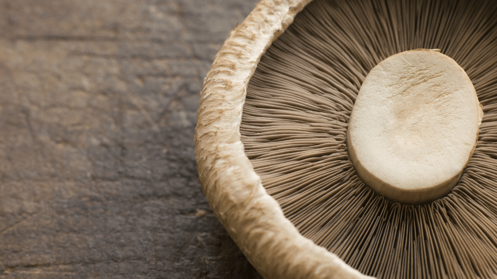 agaricus portobello close up