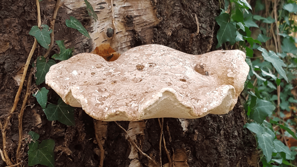birch polypore mushroom
