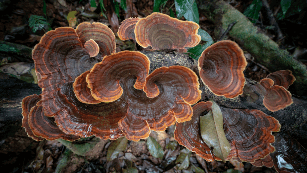 dark turkey tail immunity mushroom