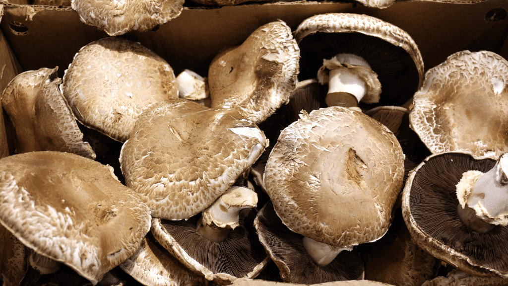 portobello mushrooms