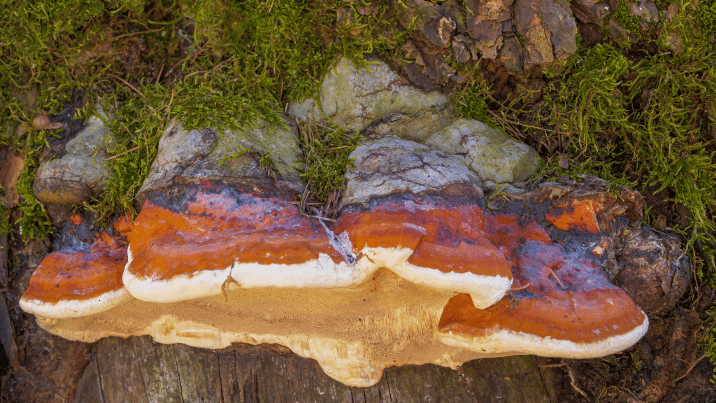 red banded polypore for immunity
