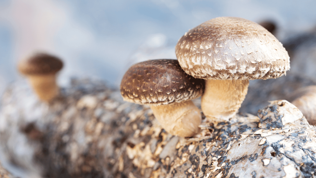 shiitake mushroom for immunity