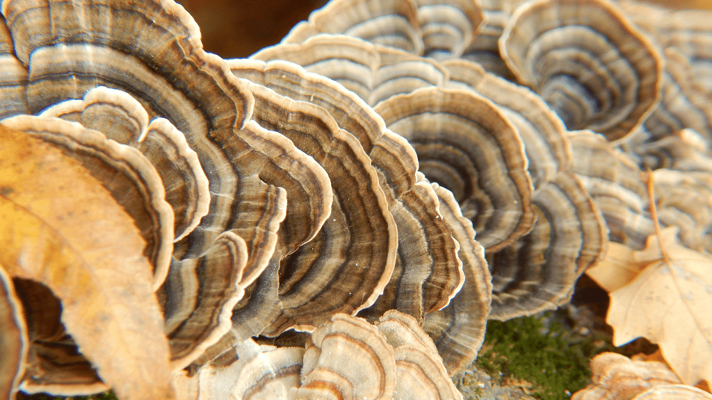 turkey tail mushroom for immunity