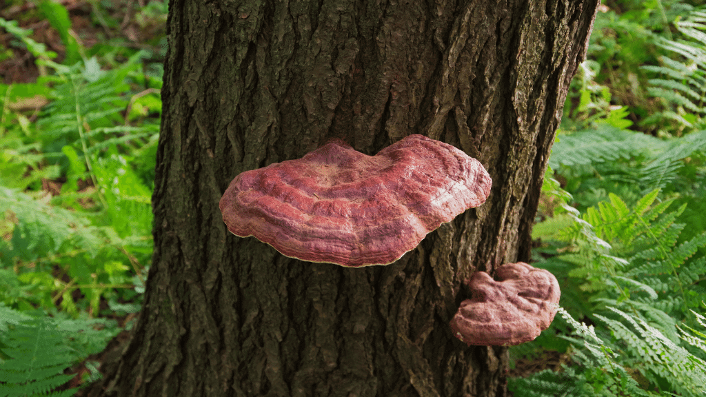 wild reishi for immunity