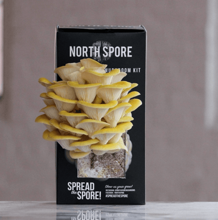 North Spore Golden Oyster Spray & Grow Kit