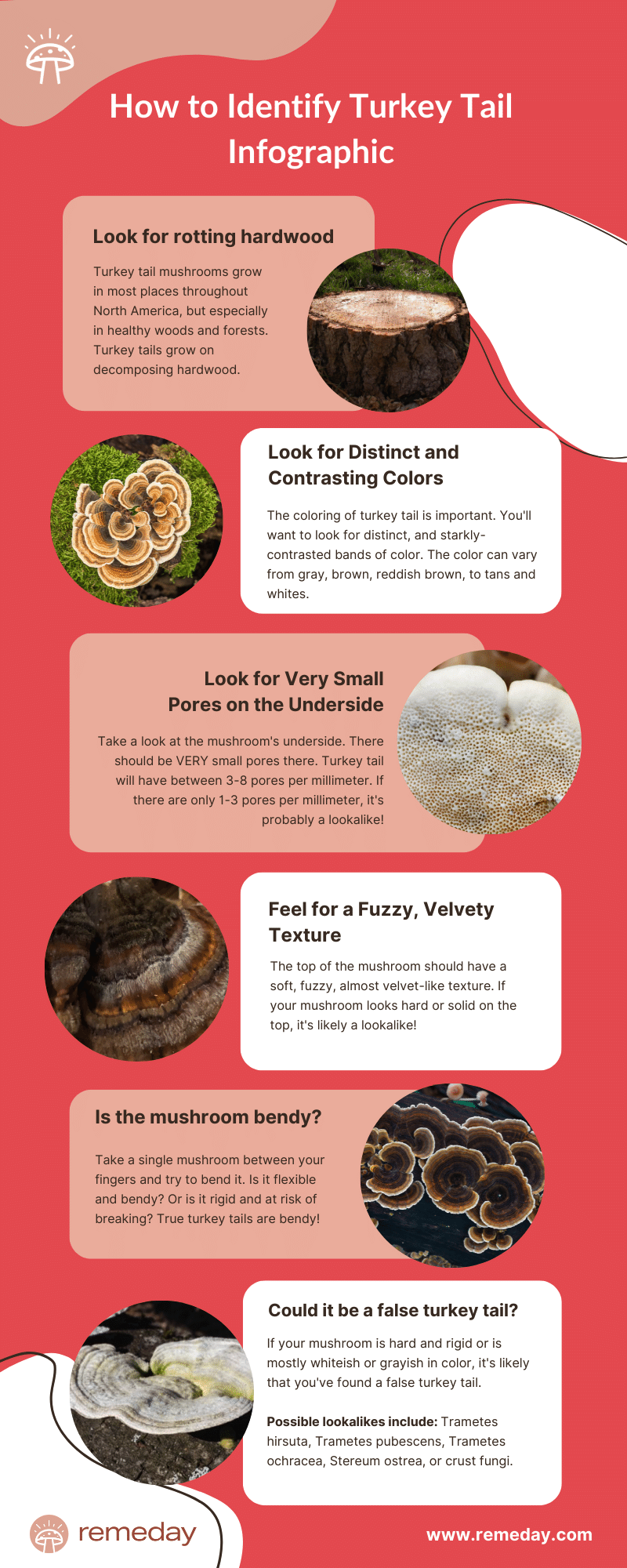 How to Identify Turkey Tail Infographic-1