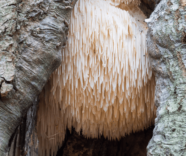 hidden liions mane mushroom