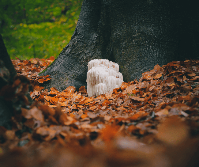 lions mane at base of tree