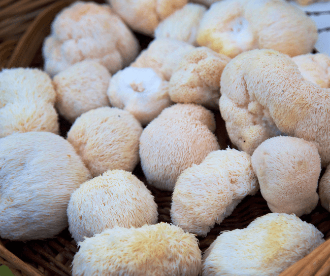 lions mane heads