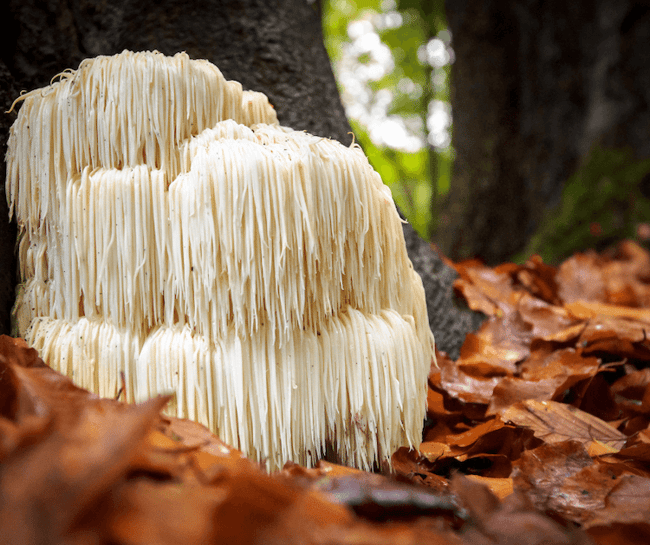 lions mane in the wild