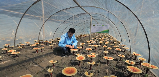 Man farming reishi mushrooms in China