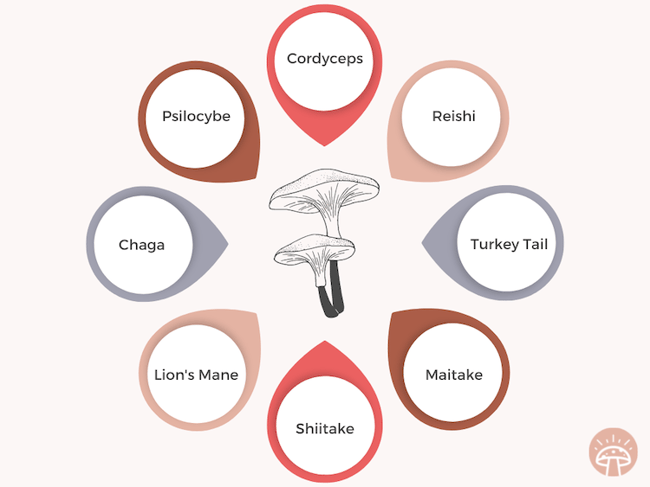 Medicinal Mushroom Graphic Showing Top Varieties