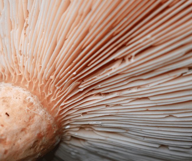 mushroom anatomy - gills