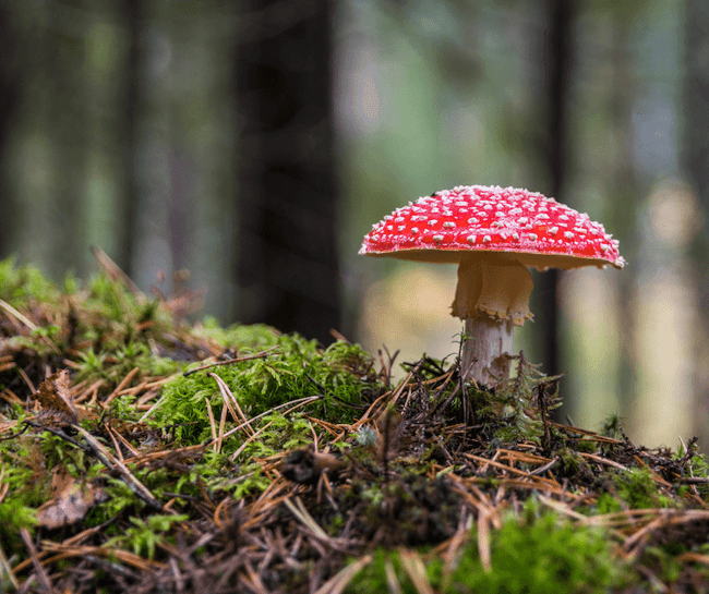 mushroom anatomy - skirt