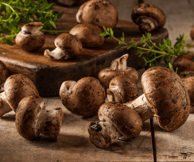 mushroom anatomy - the cap