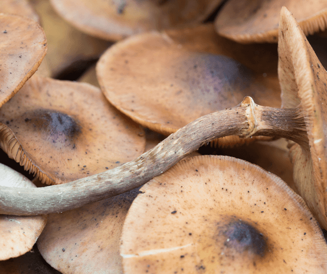 mushroom anatomy - the stem