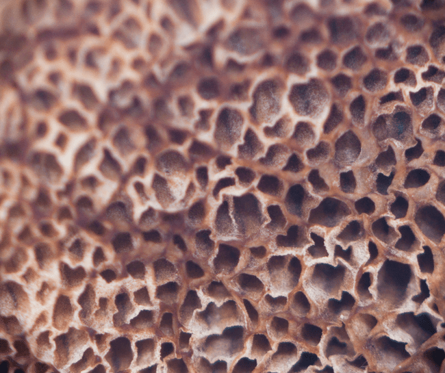 mushroom anatomy - tubes