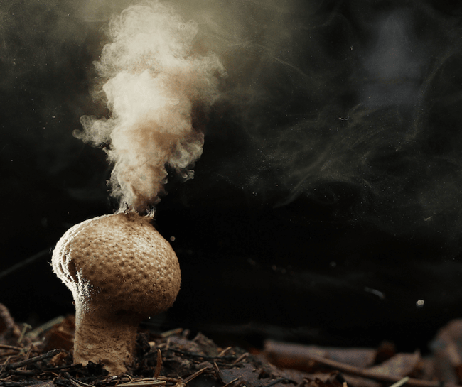 mushroom anatomy spore release