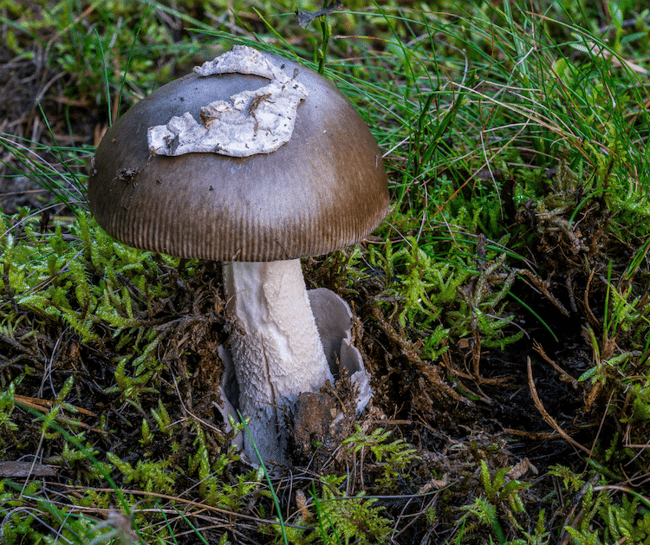 mushroom anatomy volva