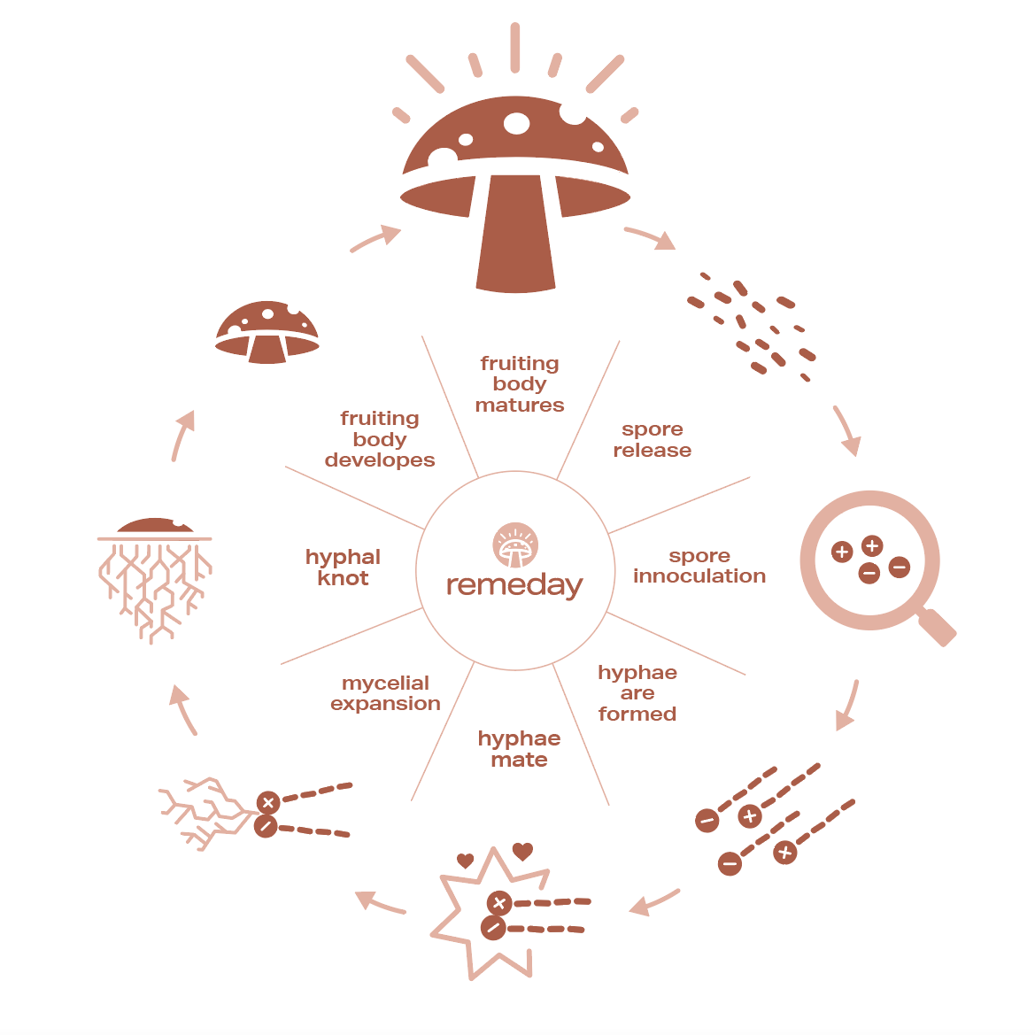 Mushroom Life Cycle Graphic Remeday