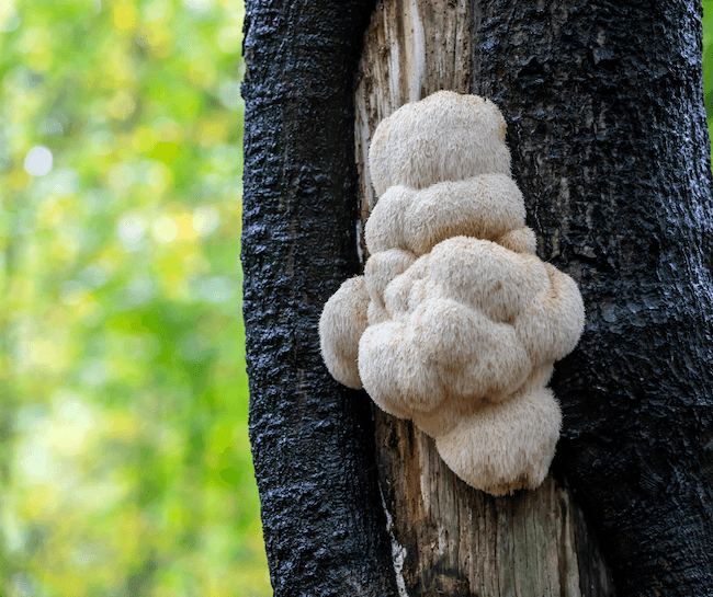 Lion's mane growing on a tree outside