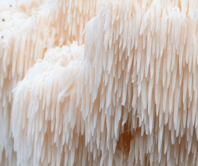 Lions mane images 17