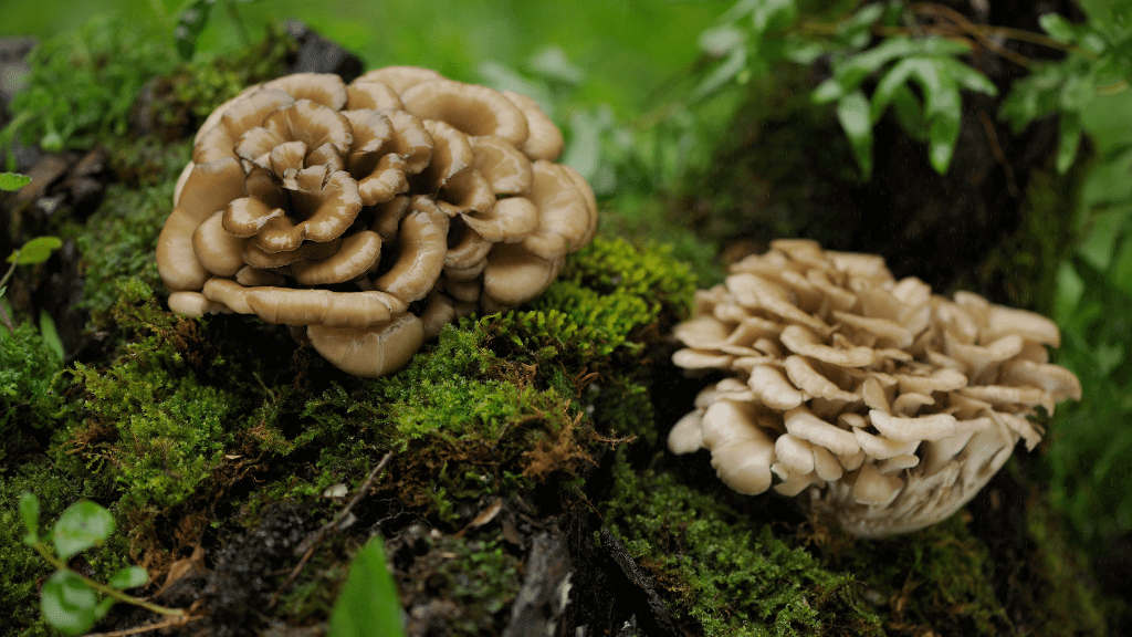 Maitake at tree base