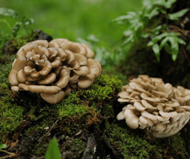maitake mushroom clusters on a mossy log