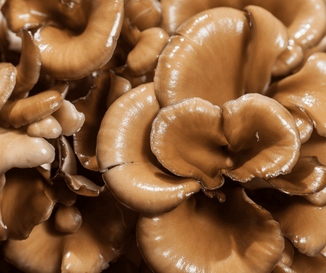 maitake mushroom image 5