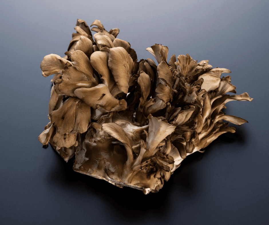 maitake mushroom image 6