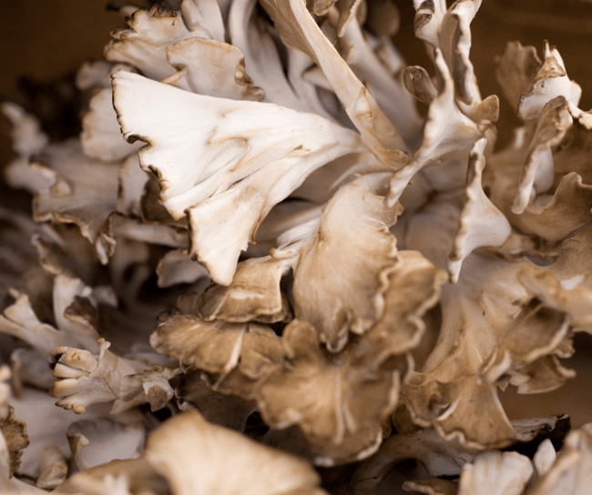 close up of maitake mushrooms