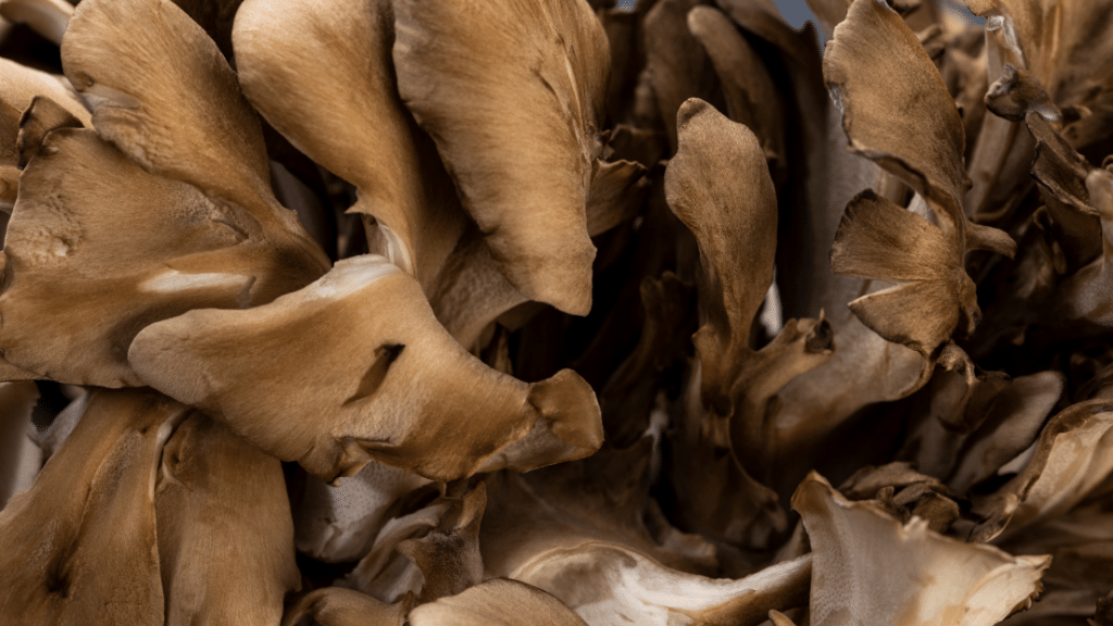 maitake texture