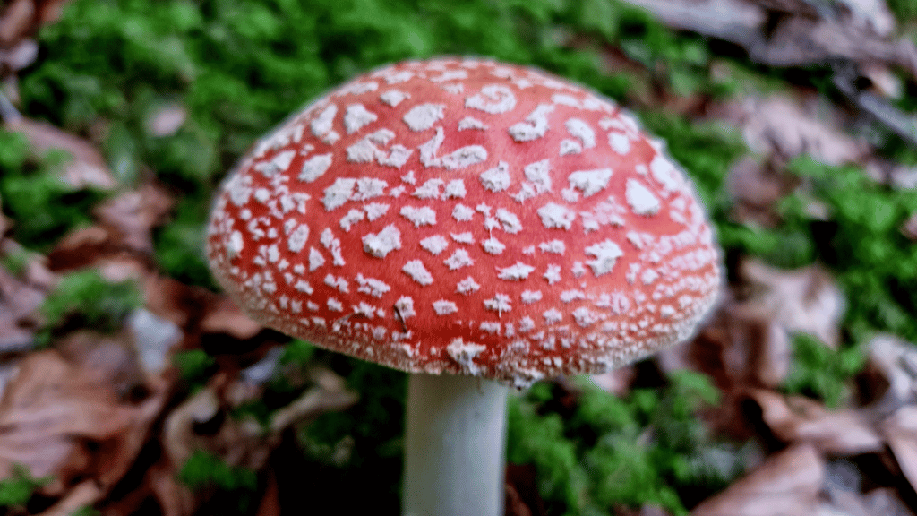 Amanita Muscaria Closeup