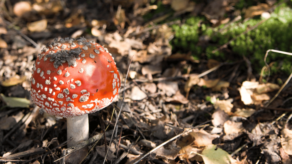 Amanita Muscaria Mushroom