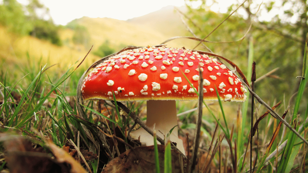 Amanita Muscaria cap