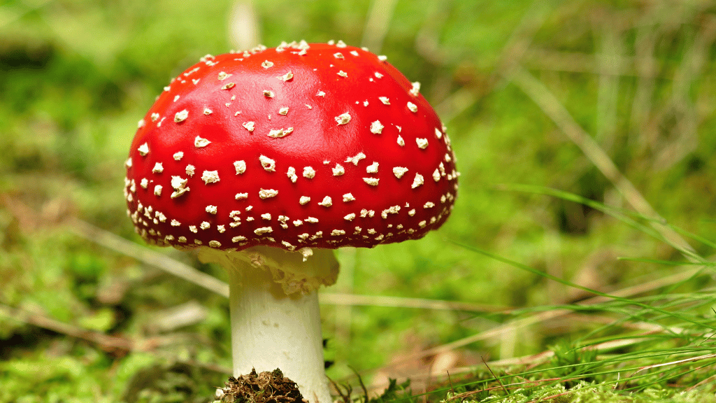 Amanita Muscaria