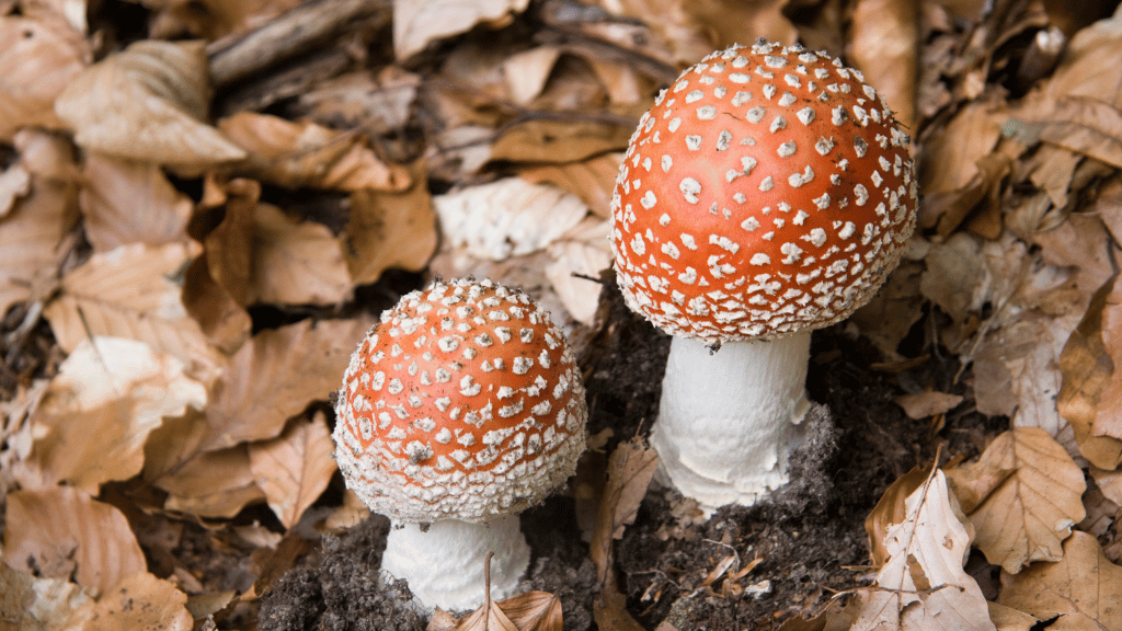 Wild Amanita Muscaria