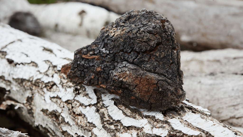 Chaga on birch tree