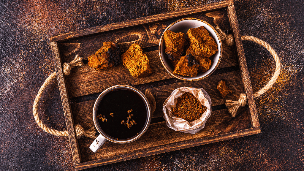 Preparing chaga for tinctures