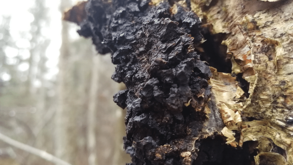 chaga looks like charcoal